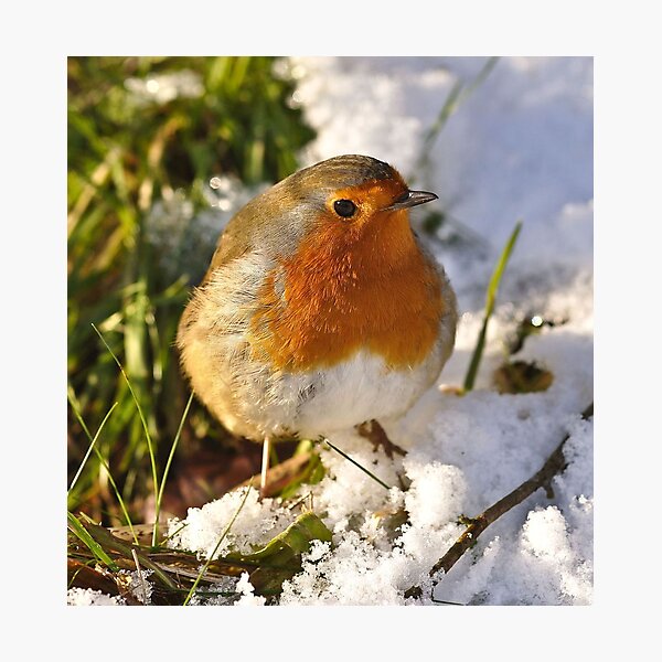 Item preview, Christmas Robin designed and sold by Image123.