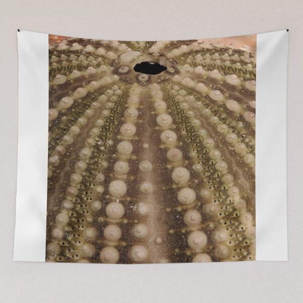 Item preview, Sea Urchin Shell designed and sold by WorldDesign.