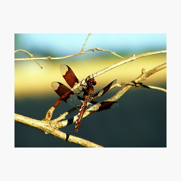 Item preview, Dragonfly designed and sold by Trena Puckett.