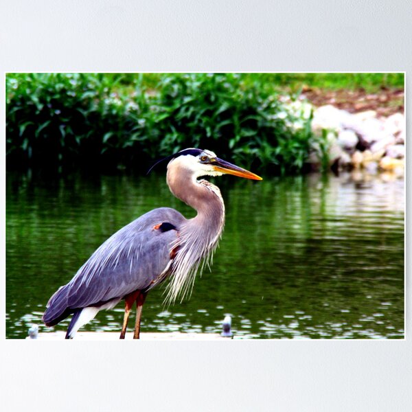 Item preview, Great Blue Heron designed and sold by Trena Puckett.