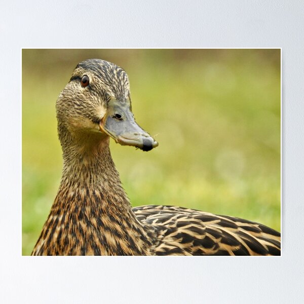 Item preview, Pato real designed and sold by Louisamhocking.