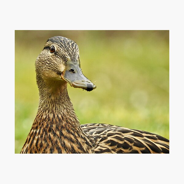 Item preview, Mallard designed and sold by Louisamhocking.