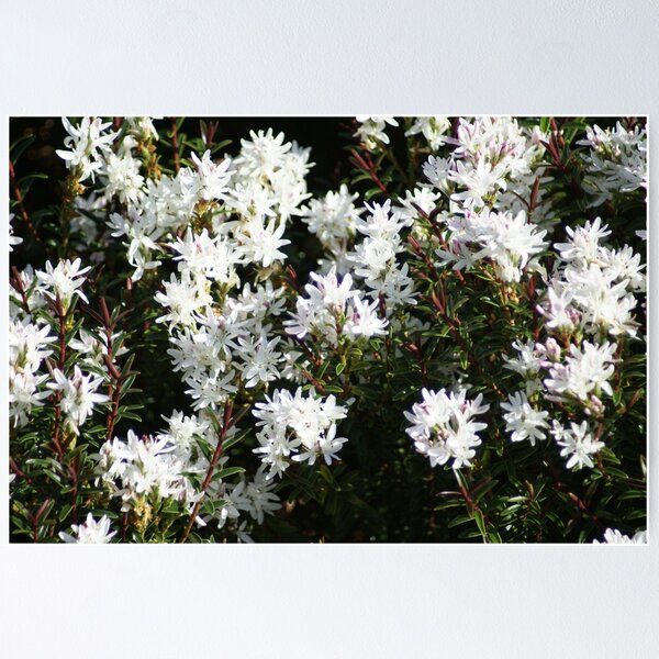 Item preview, White Blossoms designed and sold by Loisb.