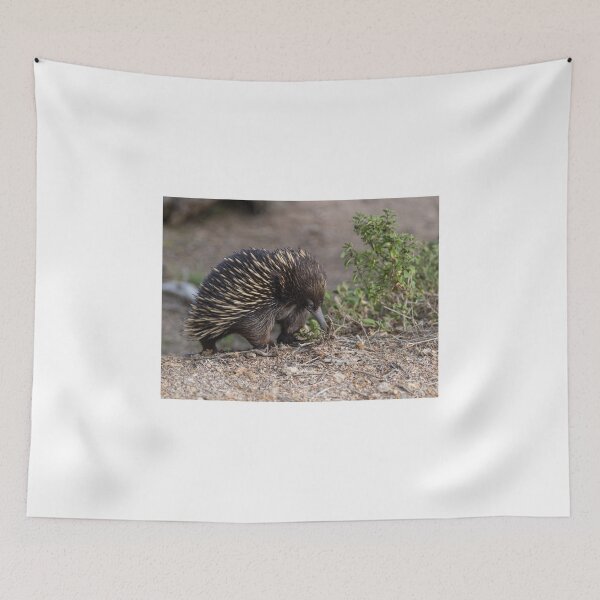 Item preview, A cute little Echidna designed and sold by susanzentay.