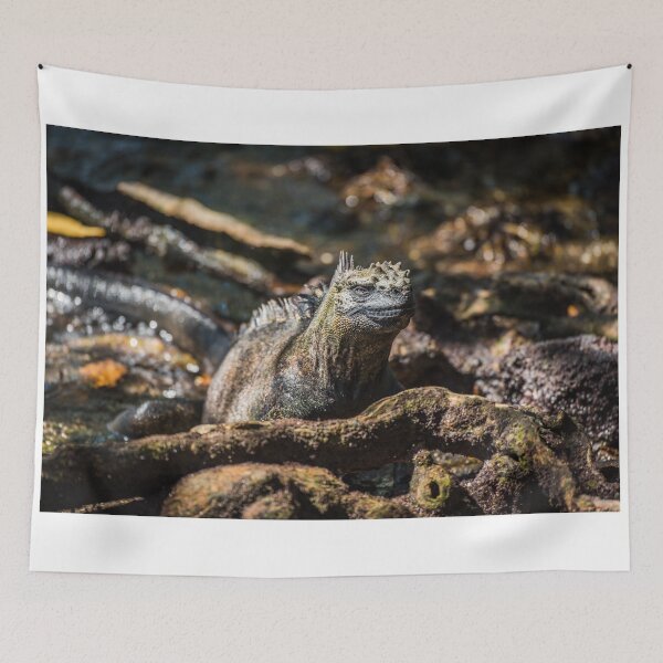 Item preview, Marine iguana among roots staring at camera designed and sold by Nick Dale Photography.