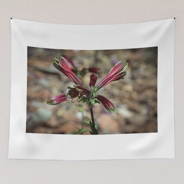 Item preview, Flowers about to open Leith Park Victoria 20151213 6462   designed and sold by Fred Mitchell.