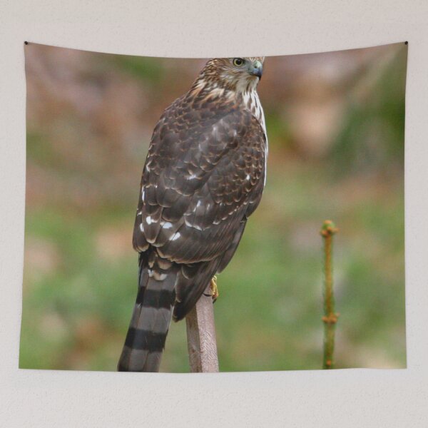 Item preview, Cooper Hawk designed and sold by Enola Gay Wagner.