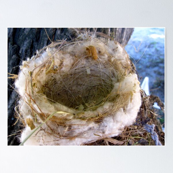 Item preview, Bird nest of cottonwood and horse hair designed and sold by Andi  Shibata.