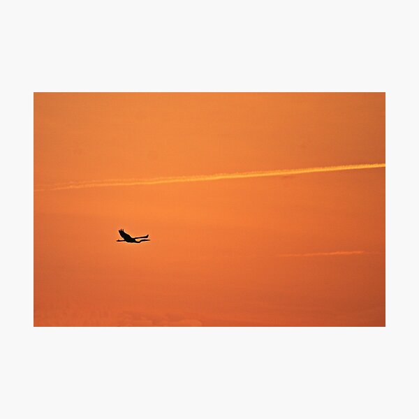 Item preview, Blue Heron silhouette in the Dawn Light designed and sold by CunningFoxPhoto.