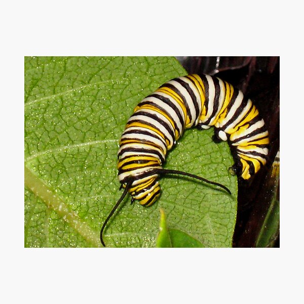 Item preview, Monarch Caterpillar designed and sold by Rebecca Bryson.