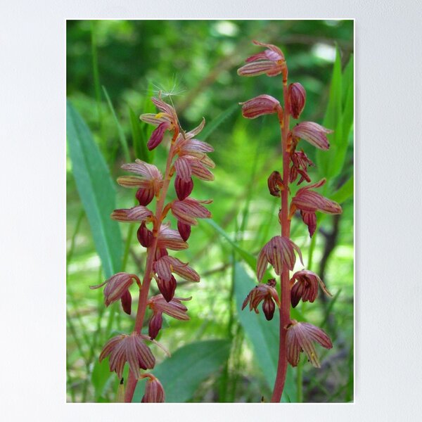 Item preview, Botanical Print - Striped Coral Root Orchid - Montana Wildflowers designed and sold by LCAppling.