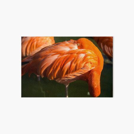 Item preview, Austria. Vienna. Tiergarten Schönbrunn Zoo. Flamingo. designed and sold by vadim19.