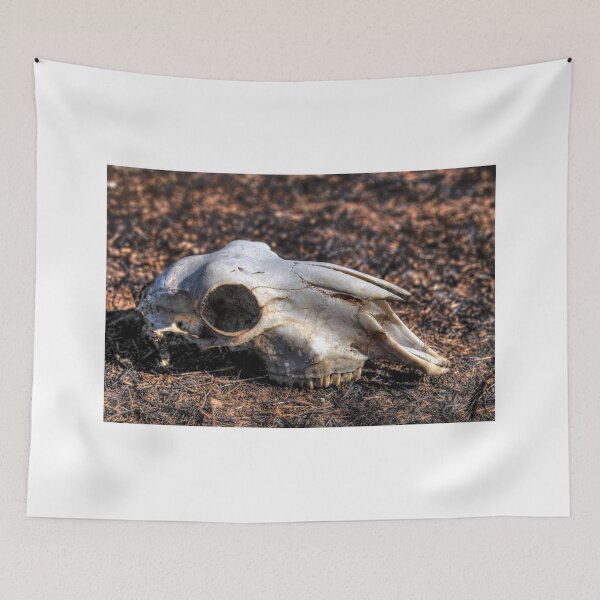 Item preview, Sheep skull designed and sold by shaynetwright.