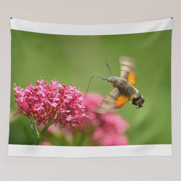 Item preview, Hummingbird hawk-moth, Castiglioncello del Trinoro, Tuscany, Italy designed and sold by AndrewJonesFoto.