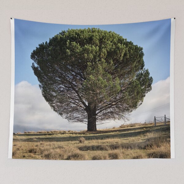 Item preview, Lone Tree near Bredbo Cemetery (1) designed and sold by Wolf Sverak Photography.