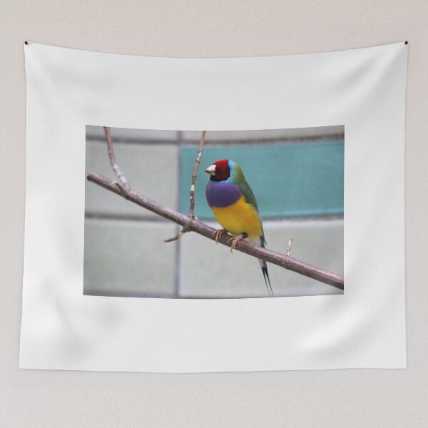 Item preview, Colourful Gouldian finch bird print designed and sold by KirstyGeee.