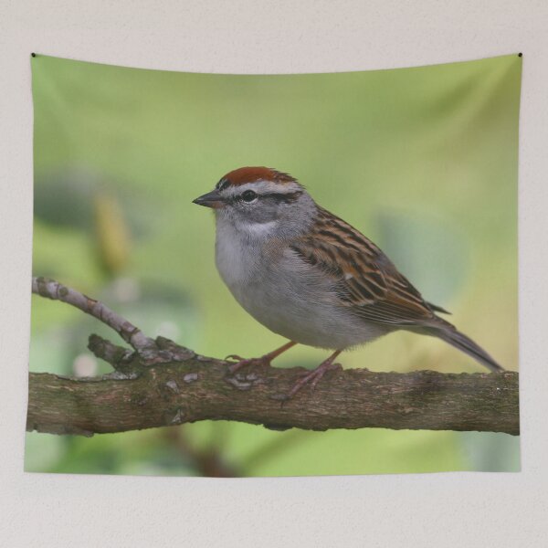 Item preview, Chipping Sparrow designed and sold by Enola Gay Wagner.