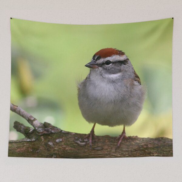 Item preview, Chipping Sparrow designed and sold by Enola Gay Wagner.