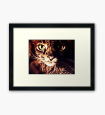 Silly Whiskers Framed Print