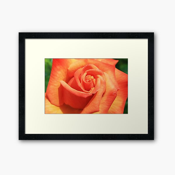 Item preview, Into The Rose designed and sold by Dave Godden.