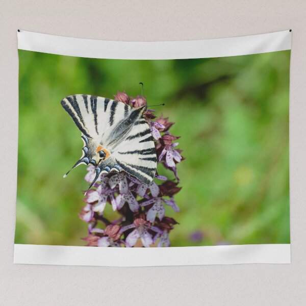 Item preview, Swallowtail butterfly on an orchid, Paciano, Umbria, Italy designed and sold by AndrewJonesFoto.