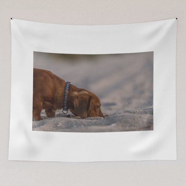 Item preview, La nariz sabe - Alfie nuestro Dachshund designed and sold by susanzentay.
