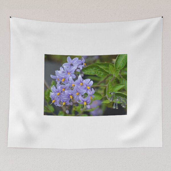 Item preview, Solanum Crispum Glasnevin- Lyme Regis, Dorset UK designed and sold by lynn carter.