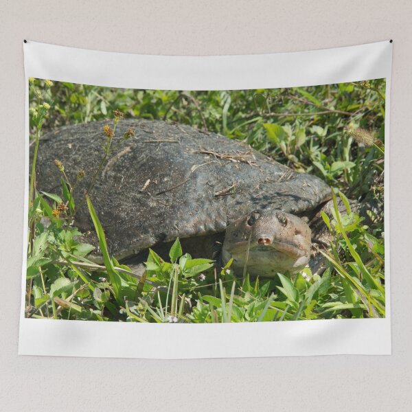 Item preview, Soft Back Turtle  designed and sold by hawkie.