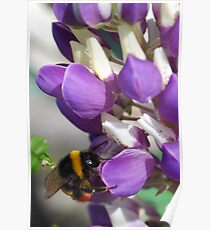 Bee on Blue Lupin Poster