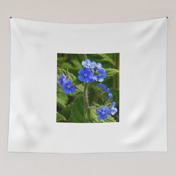 Item preview, Baby Blues growing wild.... Dorset UK designed and sold by lynn carter.