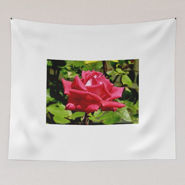 Item preview, The First Rose Of Summer designed and sold by Lanis Rossi.