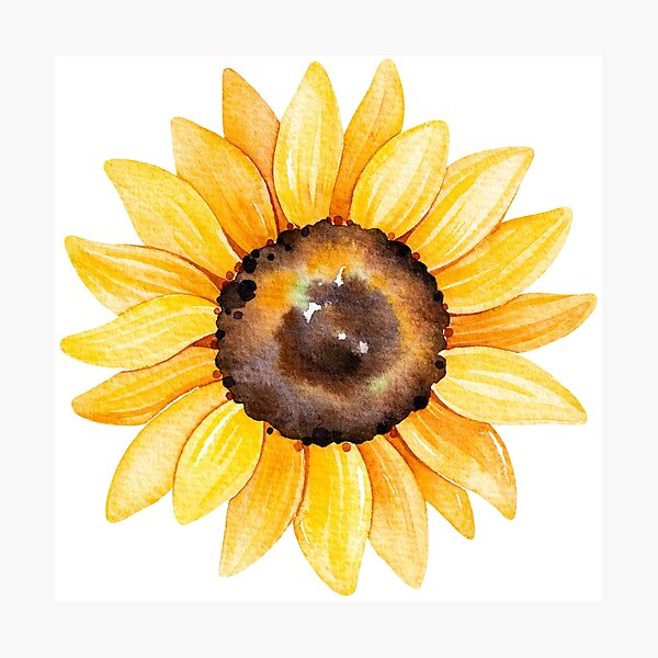 Watercolor sunflowers, hand painted yellow flower