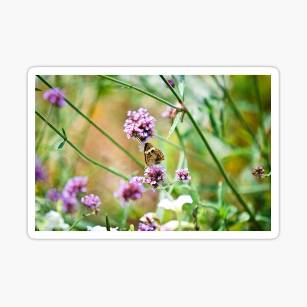 Butterfly Sticker