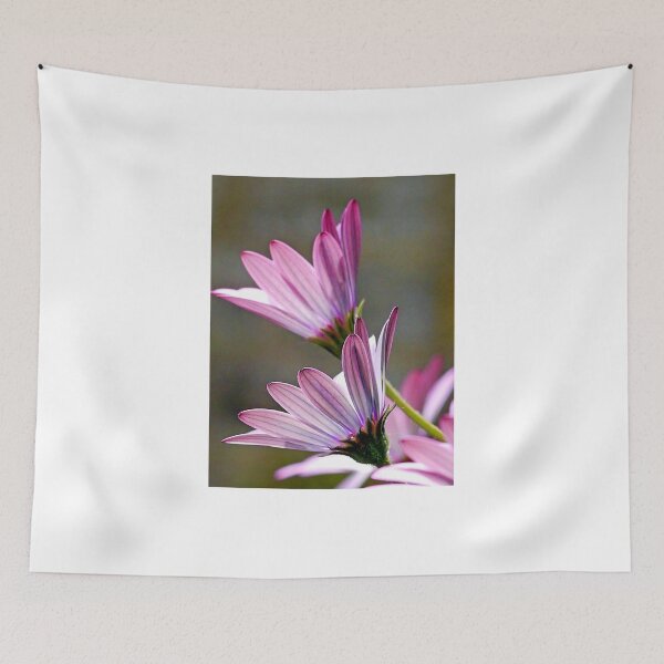 Item preview, Twin Livingstone Daisies...Garden in Dorset UK designed and sold by lynn carter.