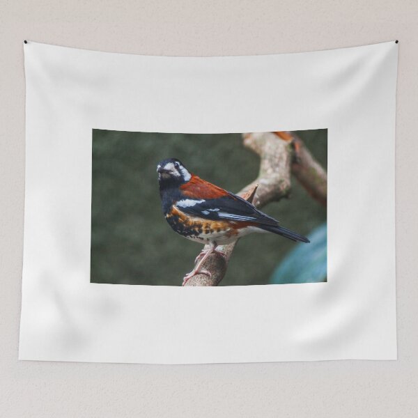 Item preview, Chestnut-backed Thrush designed and sold by BritishYank.