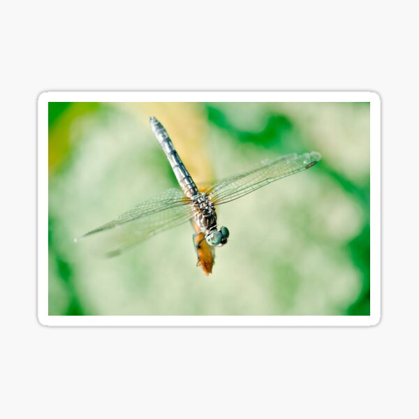 Dragonfly Sticker