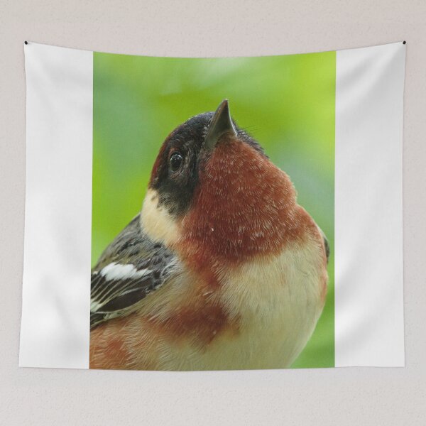 Item preview, Bay-breasted Warbler designed and sold by WorldDesign.
