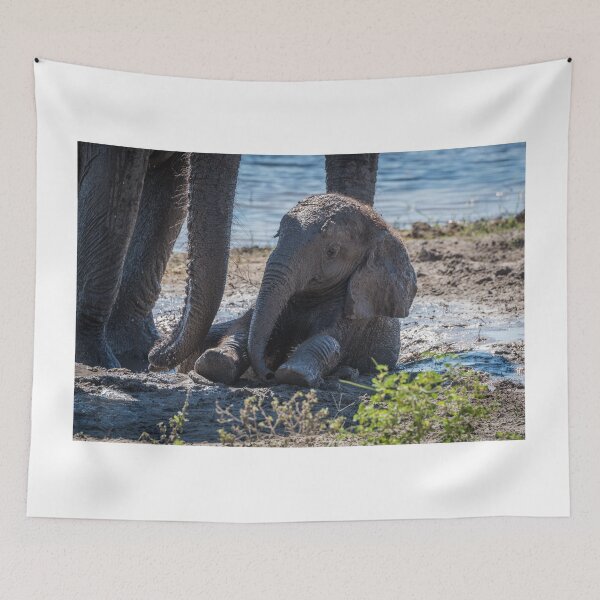 Item preview, Baby elephant sitting in mud beside mother designed and sold by Nick Dale Photography.