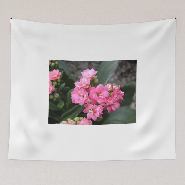 Item preview, Pink flowering Kalanchoe designed and sold by irenicrhonda.