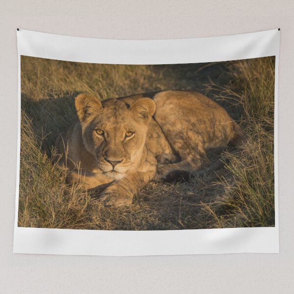 Item preview, Lion lying in golden light facing camera designed and sold by Nick Dale Photography.