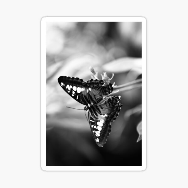 Butterfly Sticker