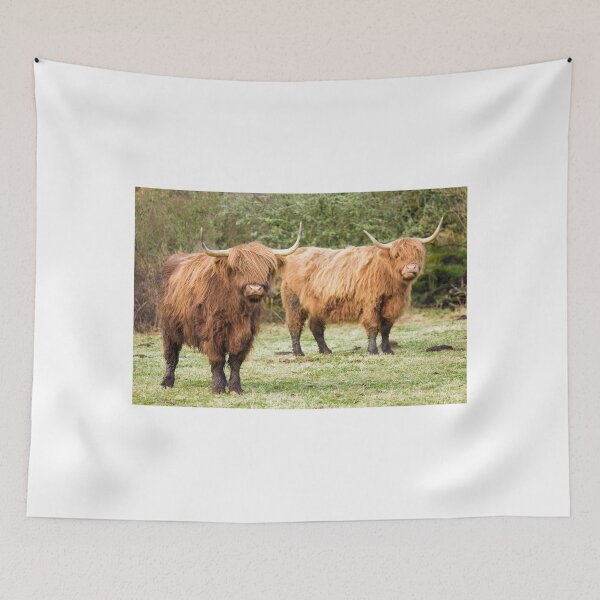 Artikelvorschau, Hochland-Kuh-Coos Shaggy Moos-Vieh-Foto entworfen und verkauft von CreativeNatureM.