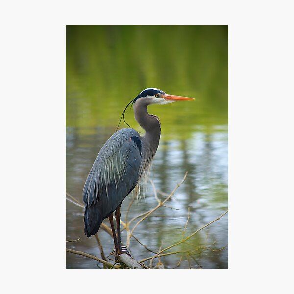 Great Blue Heron Photographic Print