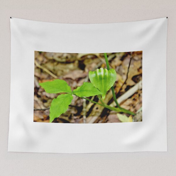 Item preview, Jack-in-the-pulpit (Green) II designed and sold by Kathleen Daley.