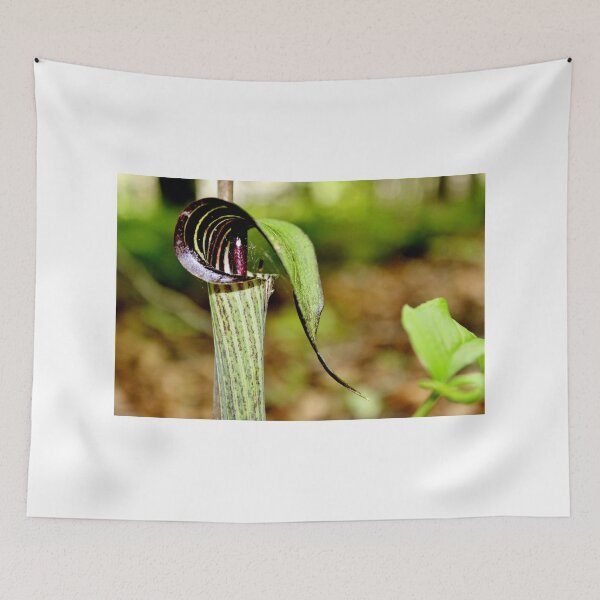 Item preview, Jack-in-the-pulpit (Brown) II designed and sold by Kathleen Daley.