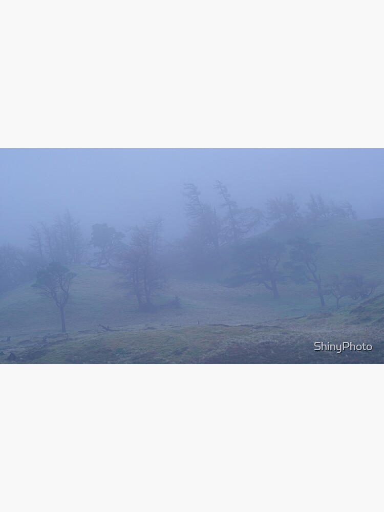 Trees in the Mist, Craig Varr by ShinyPhoto