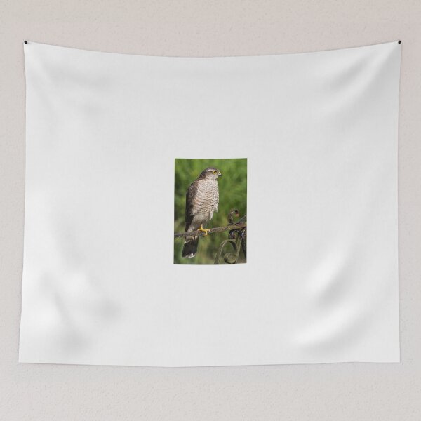Item preview, Female Sparrowhawk Hawk Bird of Prey Photo designed and sold by CreativeNatureM.