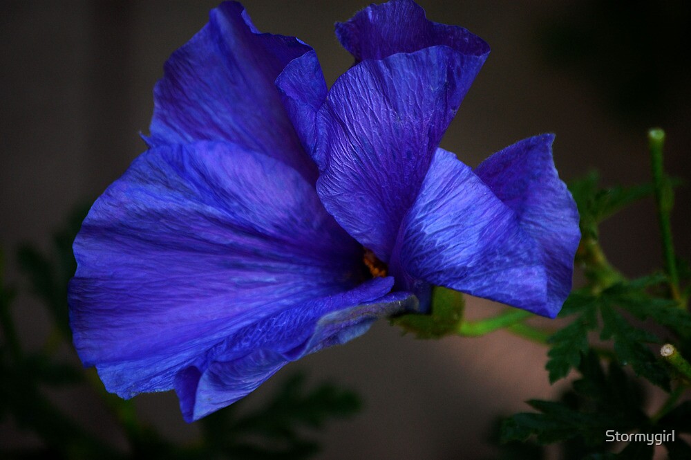 Blue Hibiscus Flower Hair Clips - wide 7