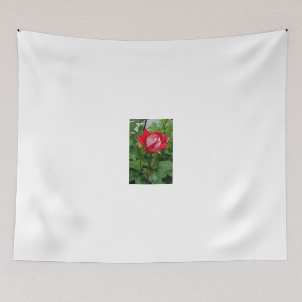 Item preview, DOUBLE DELIGHT HYBRID TEA ROSE designed and sold by JAYMILO.