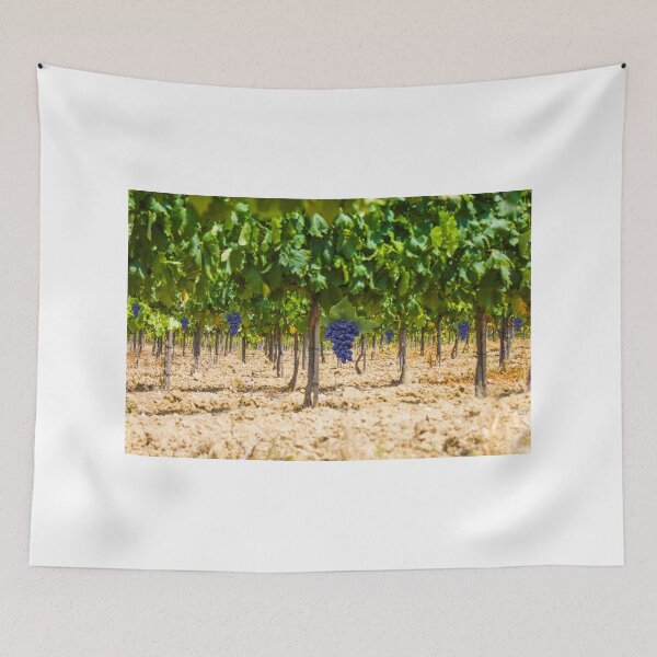 Item preview, Red grapes at Saint Tropez vineyard, France designed and sold by Bruno Beach.